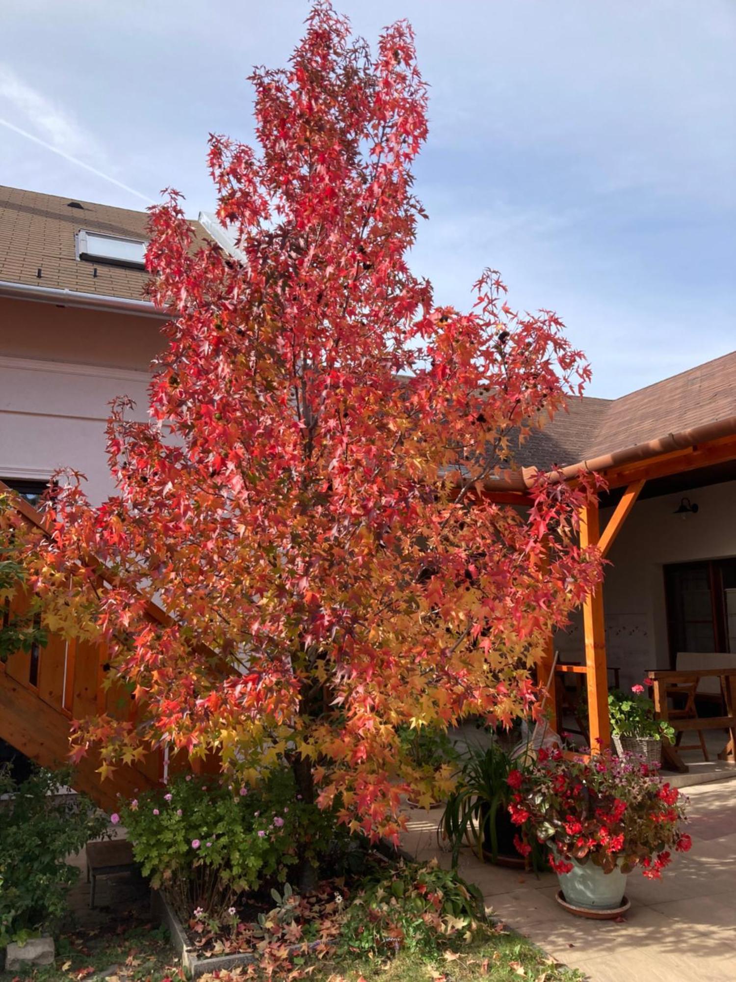 Cicaskacus Vendeghaz Bed & Breakfast มาตราฟูเรด ภายนอก รูปภาพ